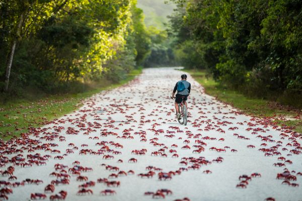 Man cycling down road with red crabs