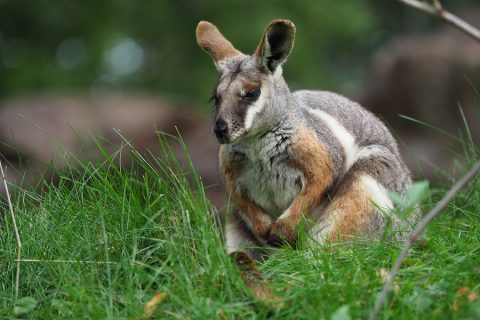 Rock Wallabies