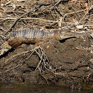 WEB WA KIM 0006 Australian Freshwater Crocodile Crocodylus johnstoni Mandatory credit Tourism Western Australia