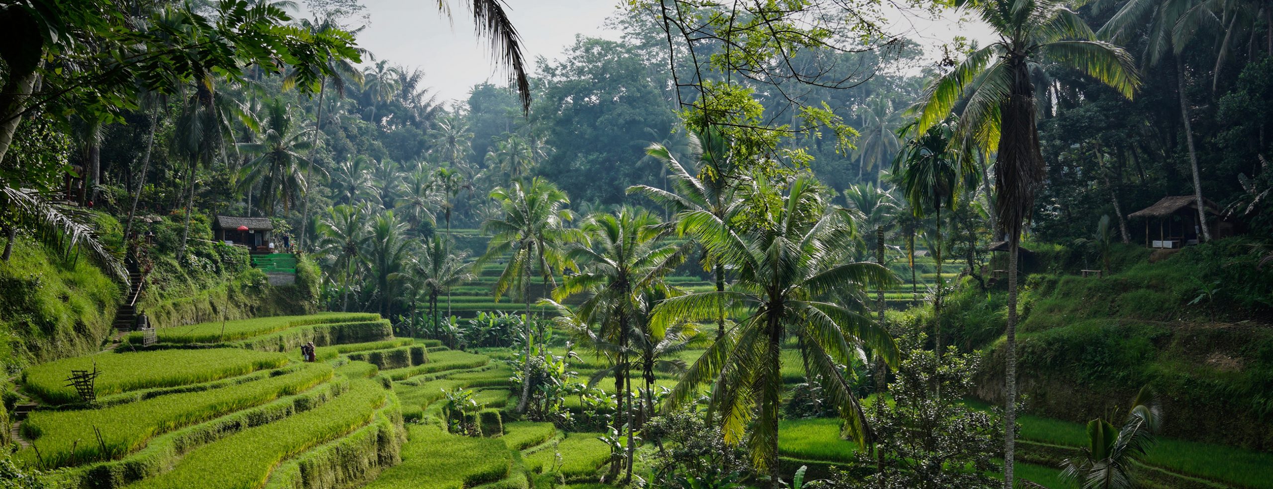 HERO 2600 X 1000 Header Images Bali Generic Ubud Rice Fields