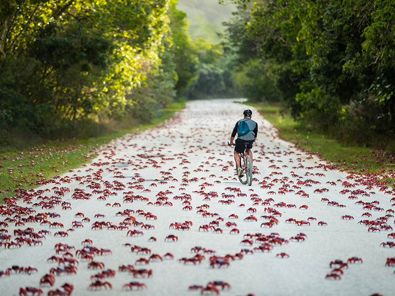 Red Crab Migration - BKB Holidays