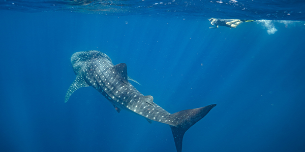 ExmouthWhaleSharkSwimSMALL 600x300 2