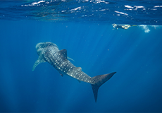 ExmouthWhaleSharkSwim 230x160 1