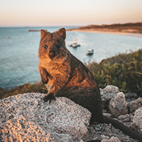 Quokka Photo