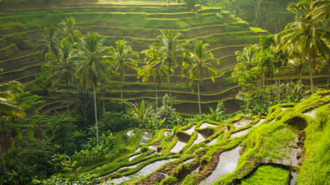 Beautiful rice terraces in the morning light near Tegallalang village, Ubud, Bali, Indonesia.