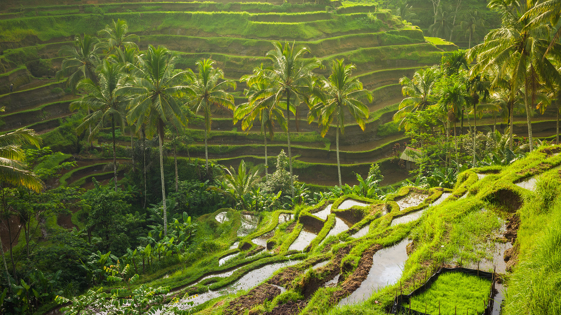 Vista point looking onto lush green Tegalalang Rice Terraces, Bali, Indonesia