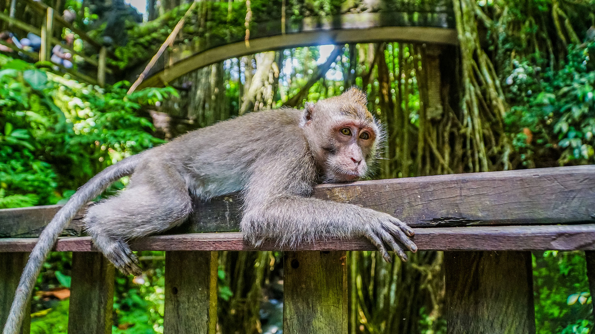 Close encounter with a macaque monkey at Ubud Monkey Forest, Bali, Indonesia