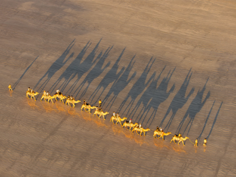 NEW WEBSITE Featured Image 800 x 600 Broome Camels