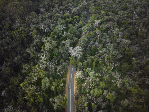 NEW WEBSITE Featured Image 800 x 600 South West Self Drive Boranup Forest