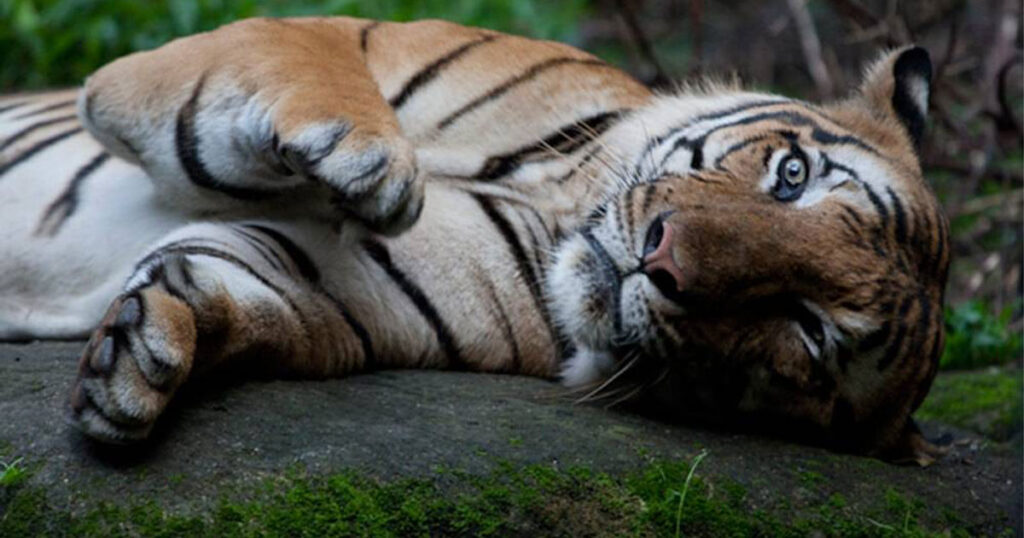 A Malayan Tiger lying down on a rock at Night Safari Singapore