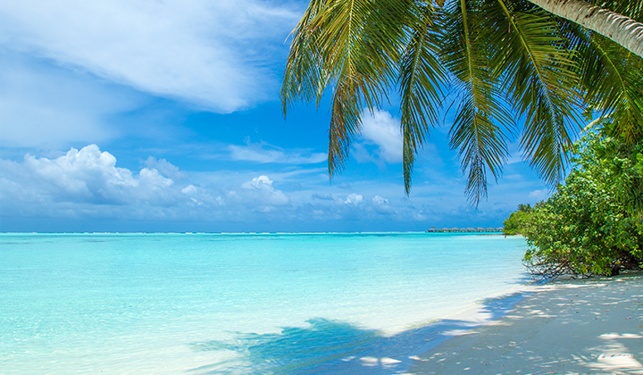 Blue skies and pristine white sand beach fringed by palm trees at The Maldives