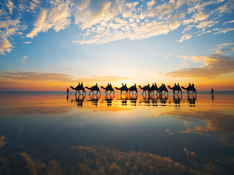 NEW WEBSITE Featured Image 800 x 600 Broome Camels 2